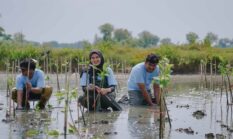 Lahan Mangrove Di Gresik Makin Menyempit PT Freeport Indonesia Tanam 50 Ribu Mangrove