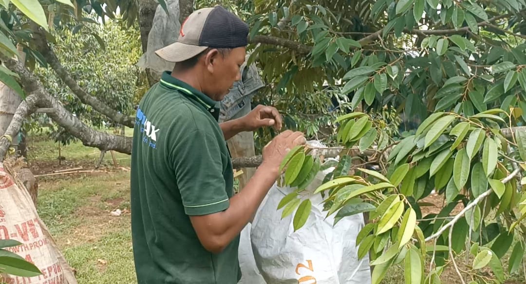 Kebun durian sumurber